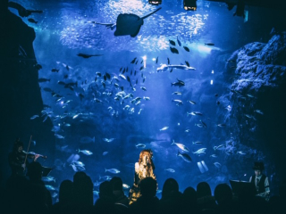 新・江ノ島水族館ワンマンLIVE